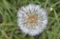 Busteblume